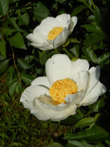 DSCN0967.JPG