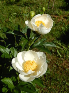 DSCN0968.JPG