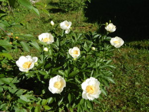 DSCN0970.JPG