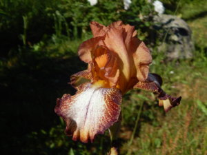 DSCN0853.JPG