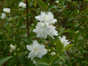 DSCN0635.JPG