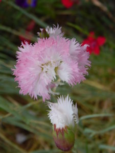 DSCN0699.JPG