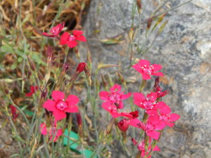 DSCN0700.JPG