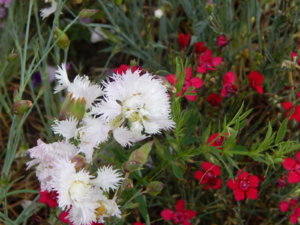 DSCN0702.JPG