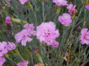 DSCN0703.JPG