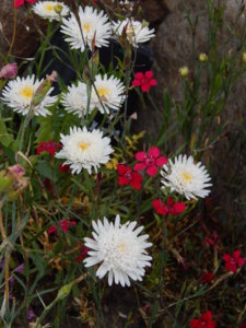 DSCN0704.JPG