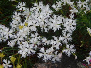 DSCN0707.JPG