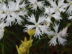 DSCN0708.JPG