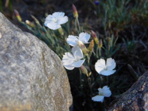 DSCN0867.JPG