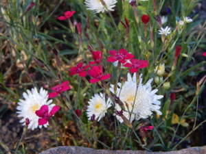 DSCN0875.JPG