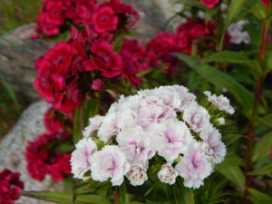 DSCN0665.JPG