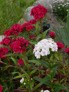DSCN0666.JPG