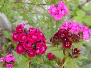 DSCN0762.JPG