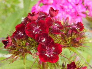 DSCN0763.JPG