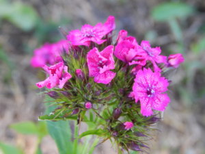 DSCN0880.JPG