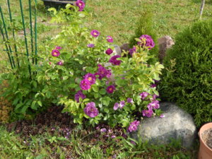DSCN0619.JPG