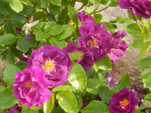 DSCN0620.JPG