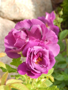 DSCN0621.JPG