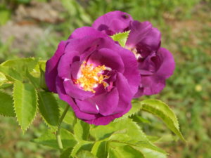 DSCN0622.JPG
