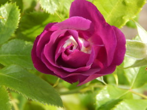DSCN0623.JPG