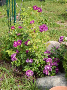 DSCN0624.JPG