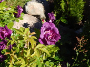 DSCN0991.JPG