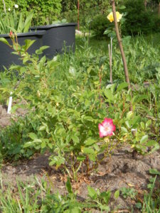 DSCN0604.JPG