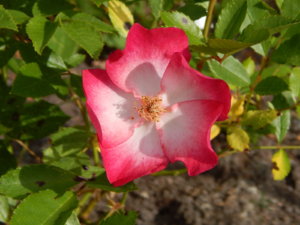 DSCN0605.JPG