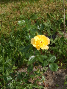 DSCN0606.JPG
