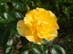DSCN0607.JPG