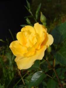 DSCN0608.JPG