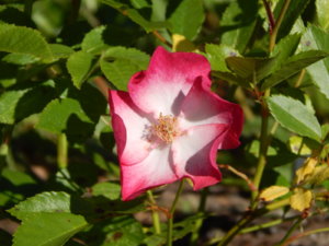 DSCN0961.JPG