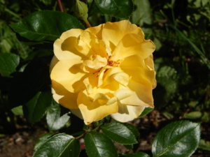 DSCN0965.JPG