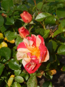 DSCN0600.JPG