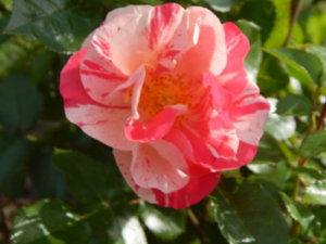 DSCN0603.JPG