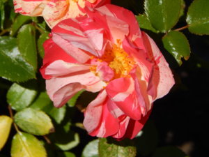 DSCN0956.JPG