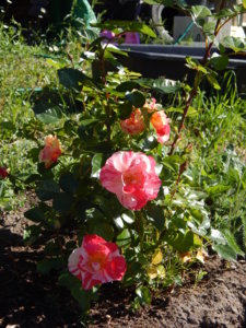 DSCN0957.JPG