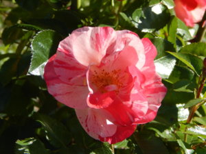 DSCN0958.JPG