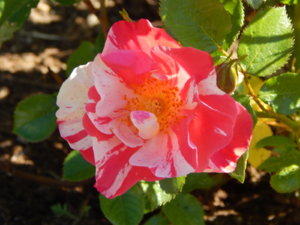 DSCN0962.JPG