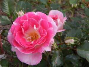 DSCN0646.JPG