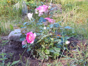 DSCN0918.JPG