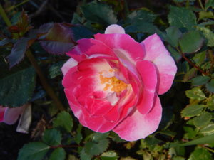 DSCN0919.JPG