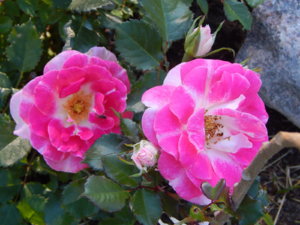 DSCN0920.JPG