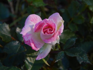 DSCN0921.JPG
