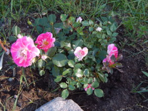 DSCN0922.JPG