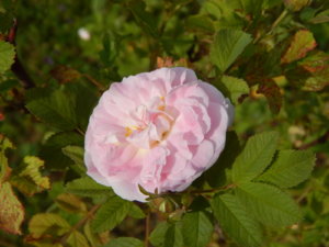 DSCN0610.JPG