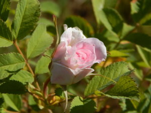 DSCN0983.JPG