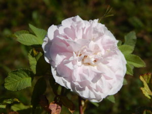 DSCN0985.JPG