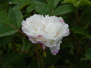 DSCN0742.JPG