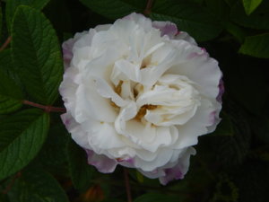 DSCN0743.JPG